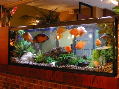 Fish Aquarium Tank